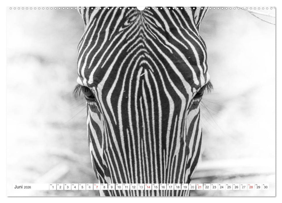 Emotionale Momente: Zebras - black & white. (CALVENDO Wandkalender 2026)