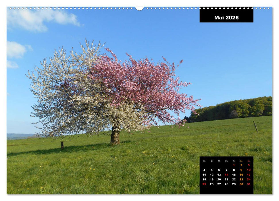 Odenwald Emotionen (CALVENDO Premium Wandkalender 2026)