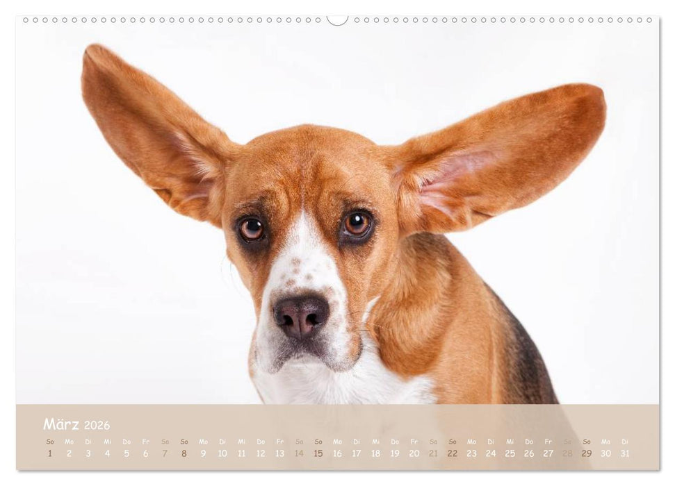 SCHLAPPOHREN (CALVENDO Wandkalender 2026)