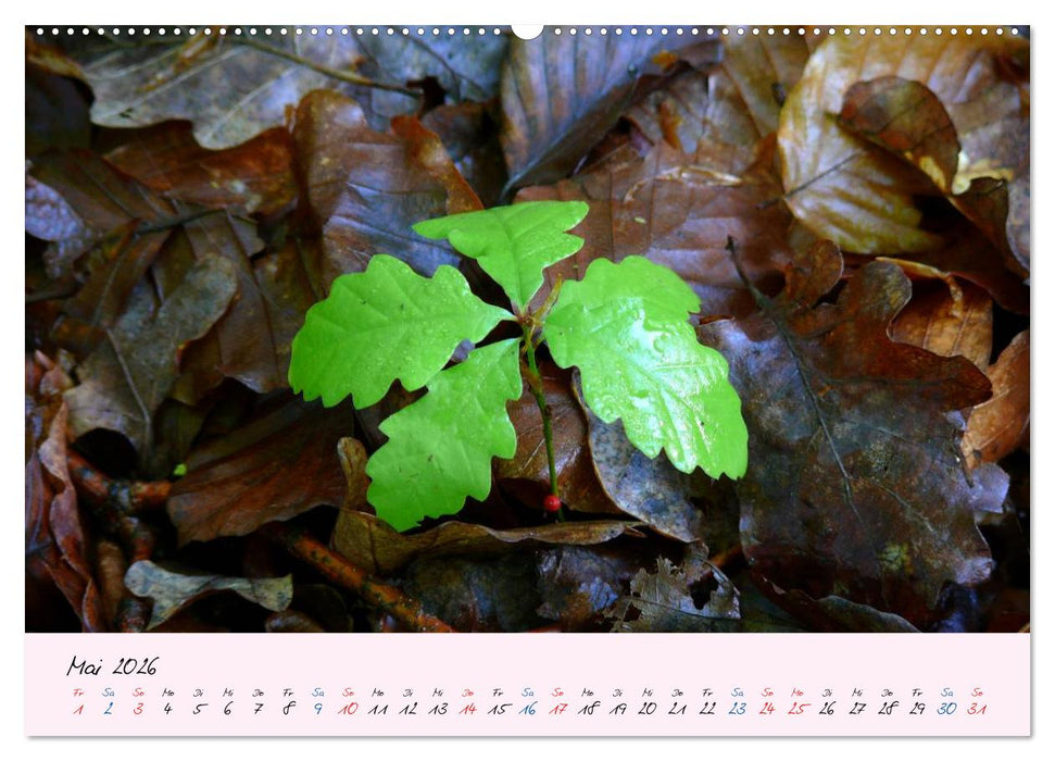 Wald und Baum 2026 (CALVENDO Wandkalender 2026)