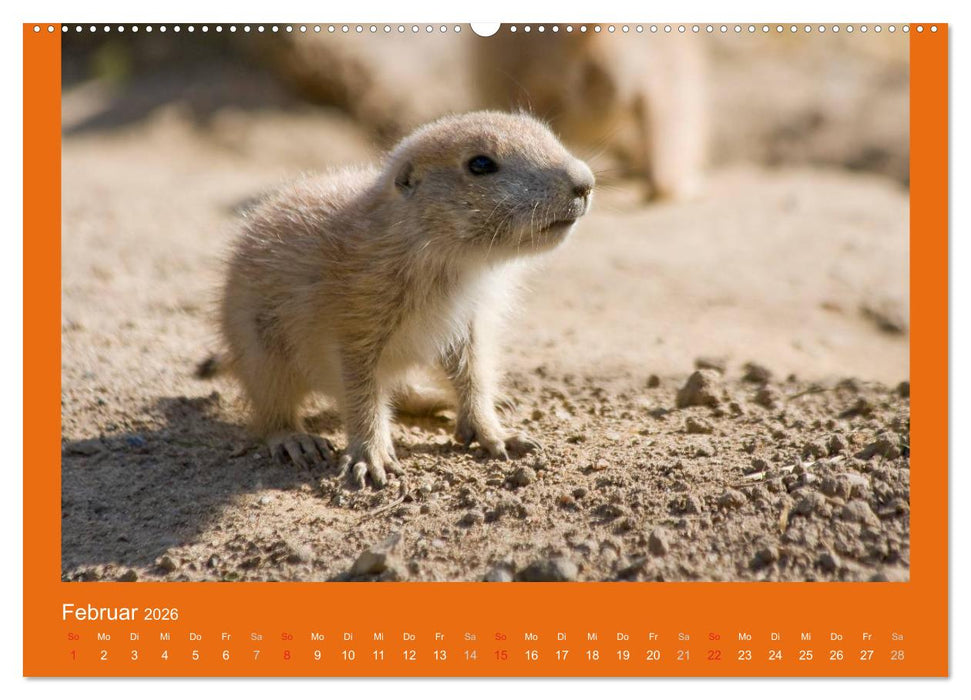 Tierkinder (CALVENDO Premium Wandkalender 2026)
