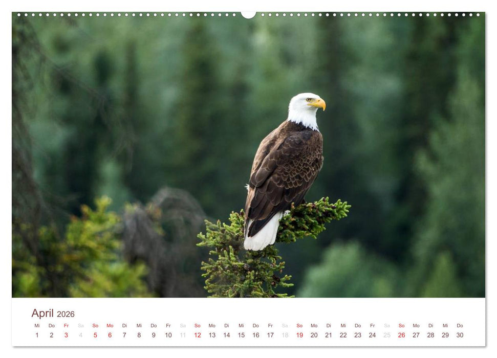 Der Alaska Kalender CH-Version (CALVENDO Premium Wandkalender 2026)