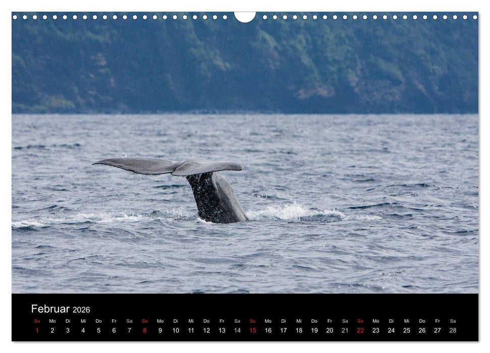 Wale (CALVENDO Wandkalender 2026)