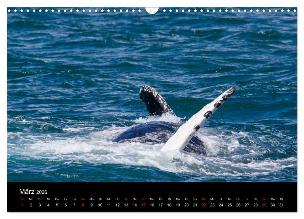 Wale (CALVENDO Wandkalender 2026)