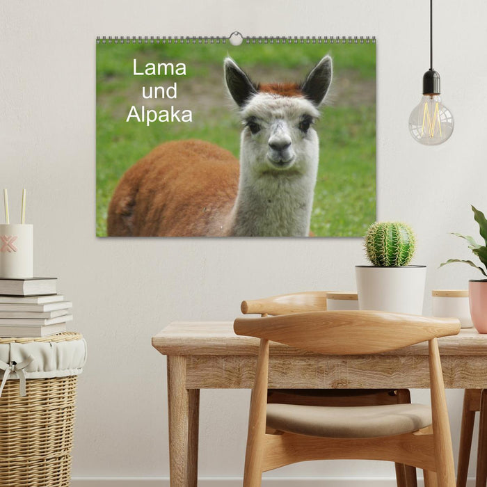 Lama und Alpaka (CALVENDO Wandkalender 2026)
