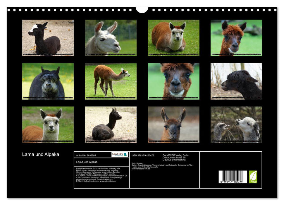 Lama und Alpaka (CALVENDO Wandkalender 2026)