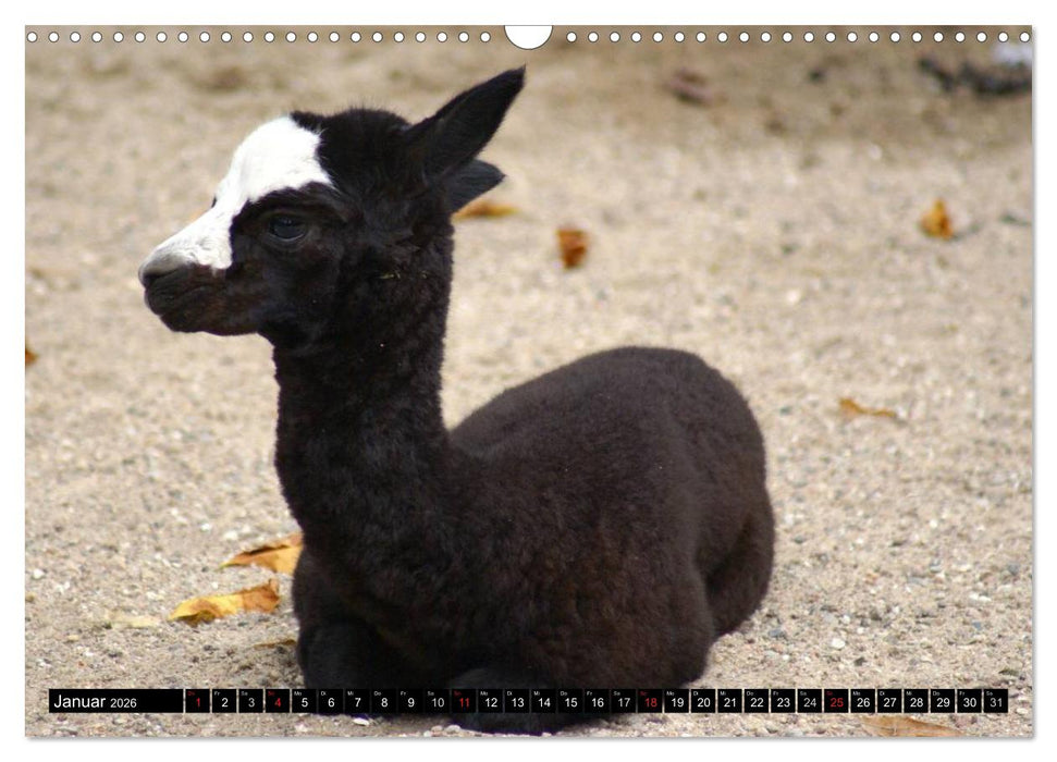 Lama und Alpaka (CALVENDO Wandkalender 2026)