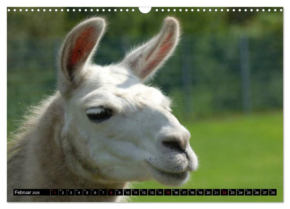 Lama und Alpaka (CALVENDO Wandkalender 2026)