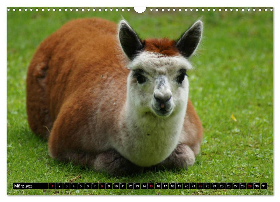 Lama und Alpaka (CALVENDO Wandkalender 2026)