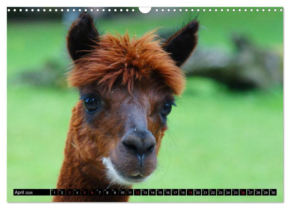 Lama und Alpaka (CALVENDO Wandkalender 2026)