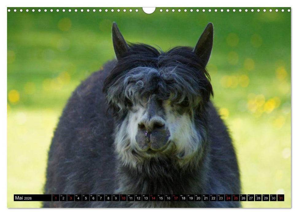 Lama und Alpaka (CALVENDO Wandkalender 2026)