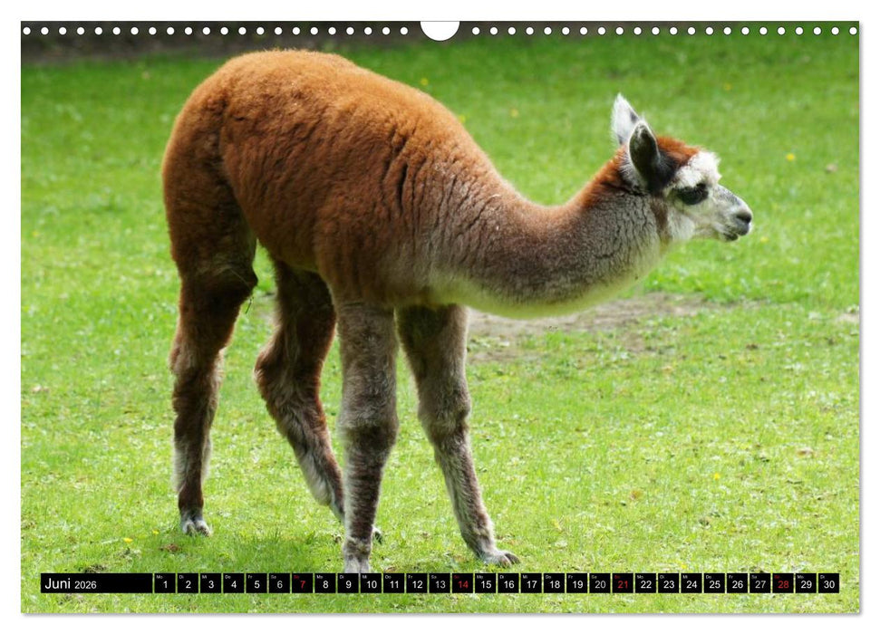 Lama und Alpaka (CALVENDO Wandkalender 2026)