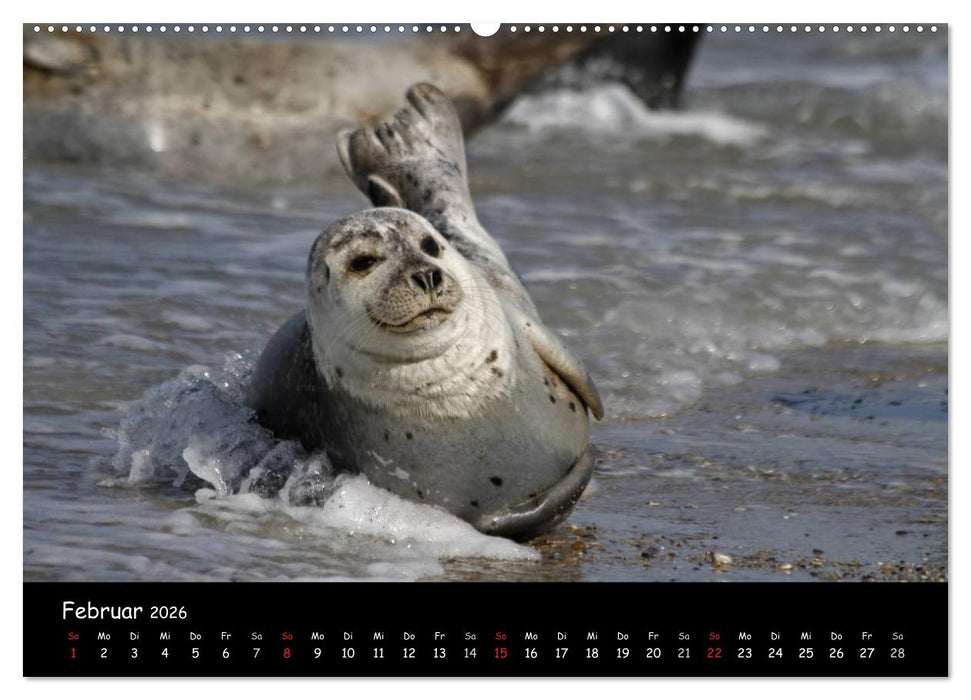 Kegelrobben und Seehunde (CALVENDO Premium Wandkalender 2026)