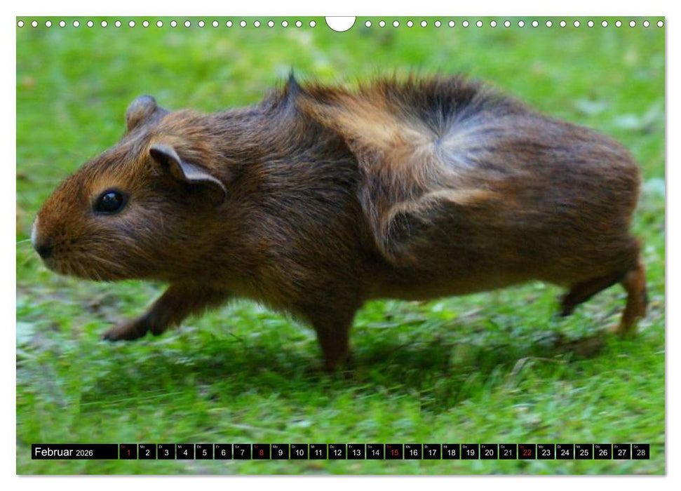 Kuschelige Meerschweinchen (CALVENDO Wandkalender 2026)