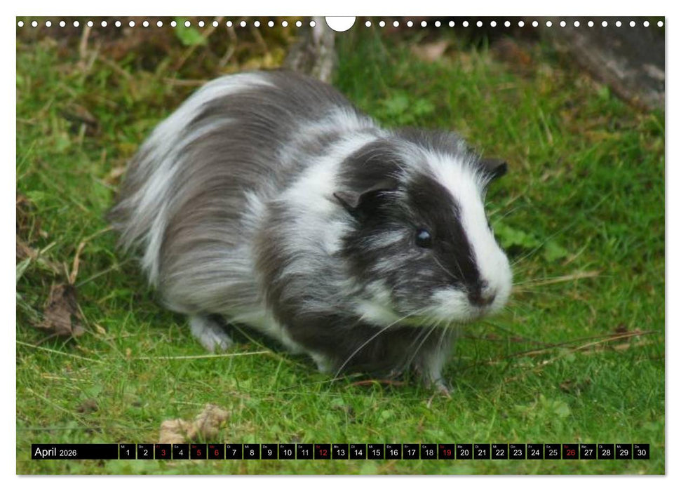 Kuschelige Meerschweinchen (CALVENDO Wandkalender 2026)