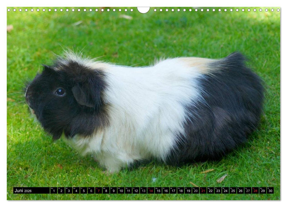 Kuschelige Meerschweinchen (CALVENDO Wandkalender 2026)