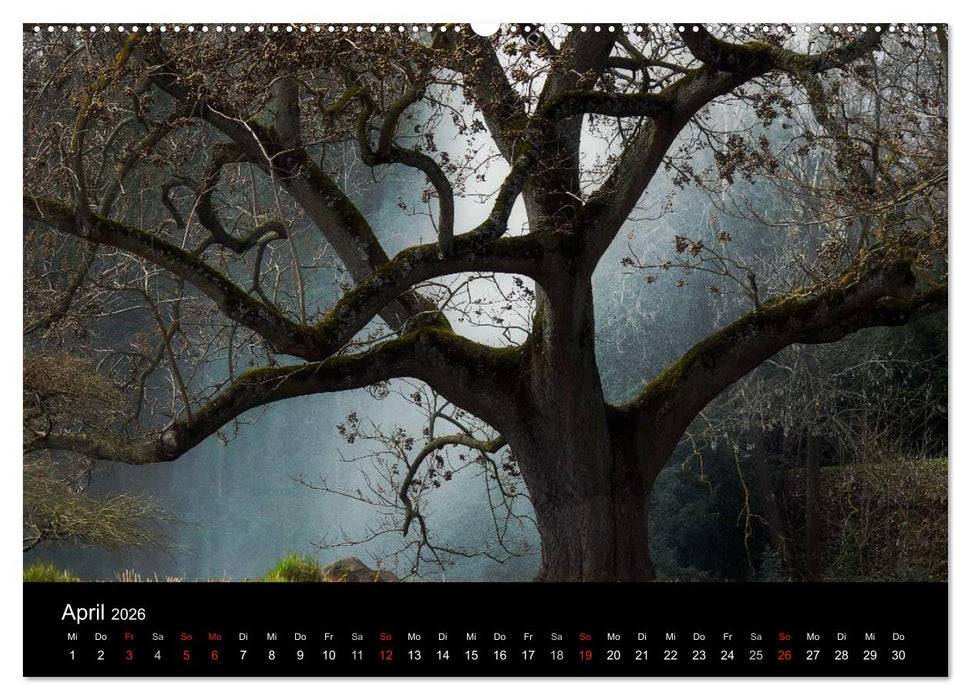 Baumporträts 2026 (CALVENDO Wandkalender 2026)