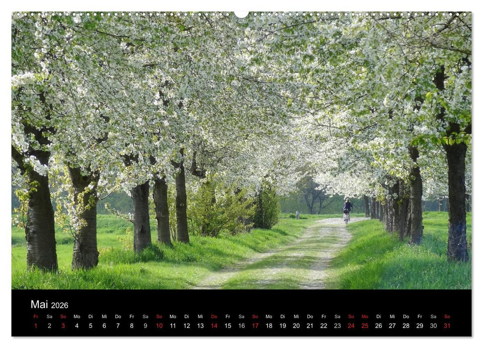 Baumporträts 2026 (CALVENDO Wandkalender 2026)