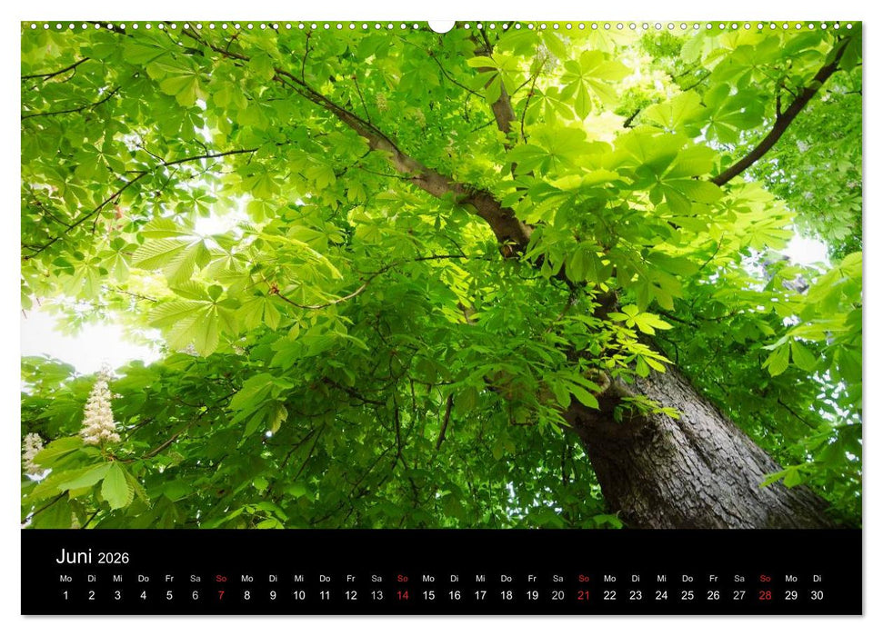 Baumporträts 2026 (CALVENDO Wandkalender 2026)