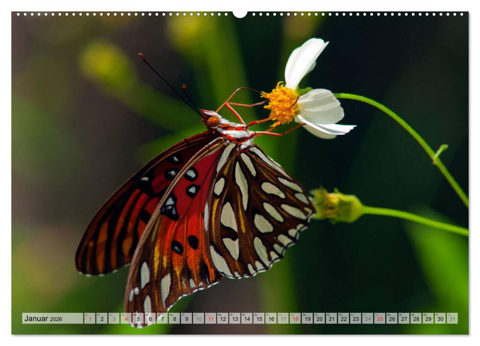 Schmetterlinge - zarte Geschöpfe der Natur (CALVENDO Premium Wandkalender 2026)