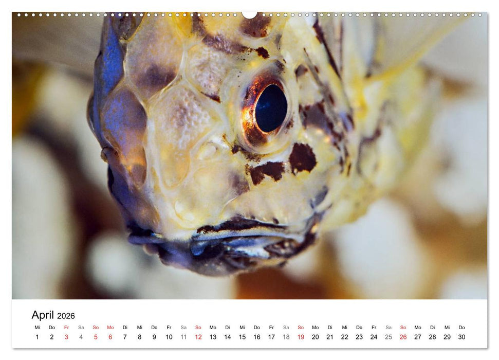 Fischzauber - Wundervolle Aquarienfische (CALVENDO Premium Wandkalender 2026)