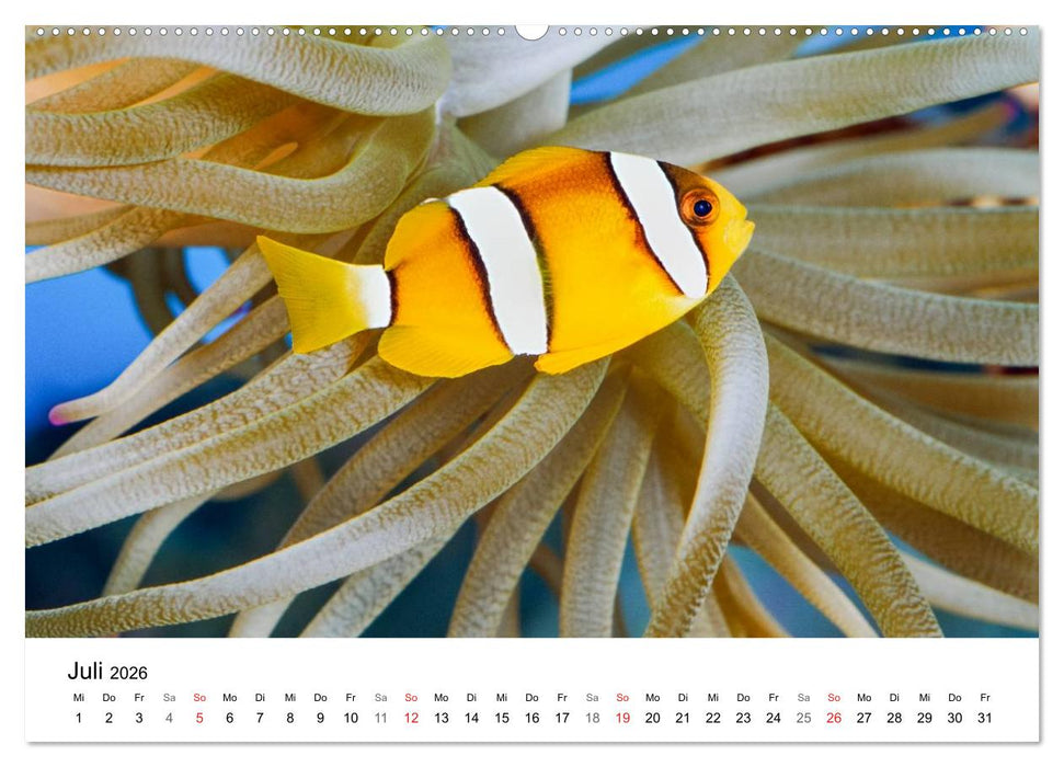 Fischzauber - Wundervolle Aquarienfische (CALVENDO Premium Wandkalender 2026)