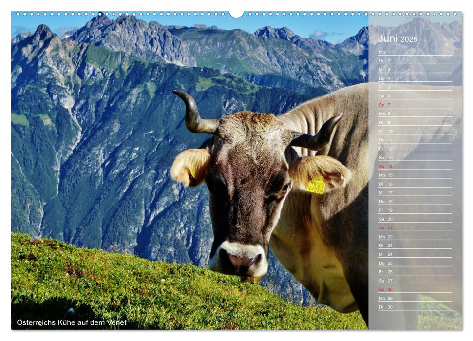 Alpenüberquerung (CALVENDO Premium Wandkalender 2026)