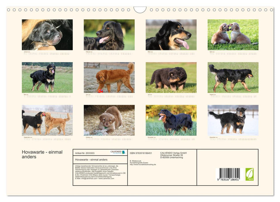 Hovawarte - einmal anders (CALVENDO Wandkalender 2026)