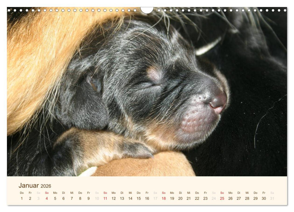 Hovawarte - einmal anders (CALVENDO Wandkalender 2026)