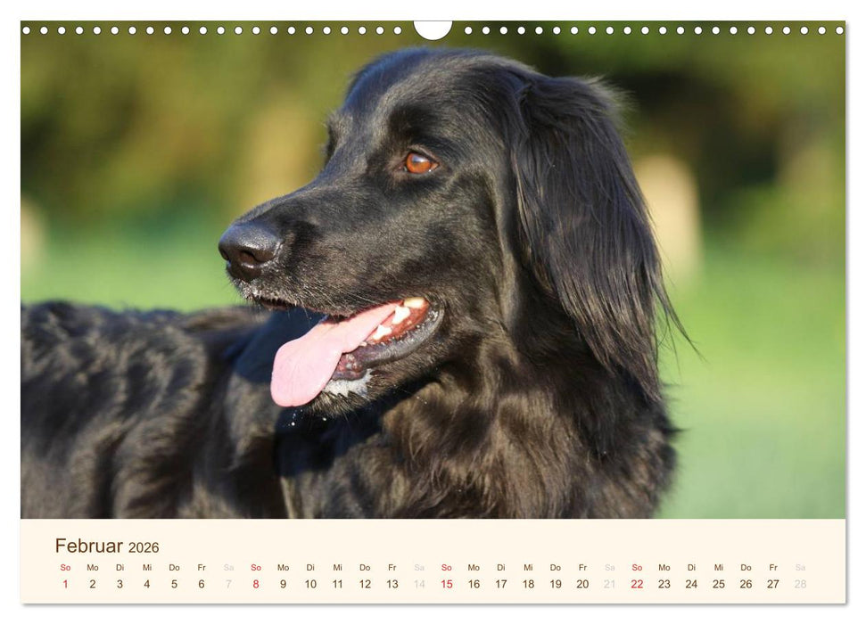 Hovawarte - einmal anders (CALVENDO Wandkalender 2026)