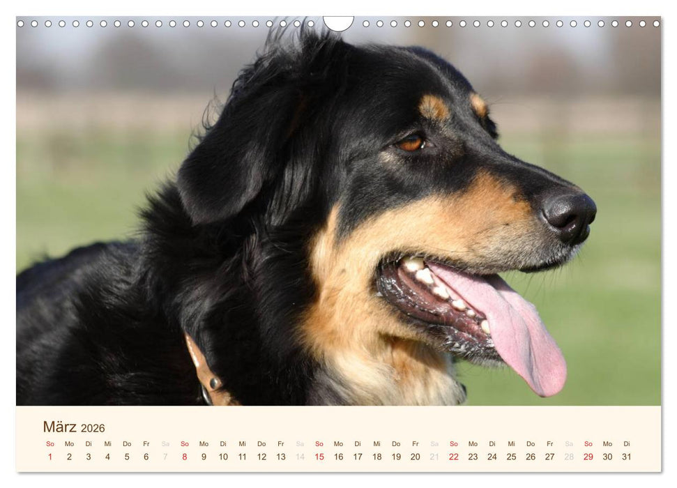 Hovawarte - einmal anders (CALVENDO Wandkalender 2026)