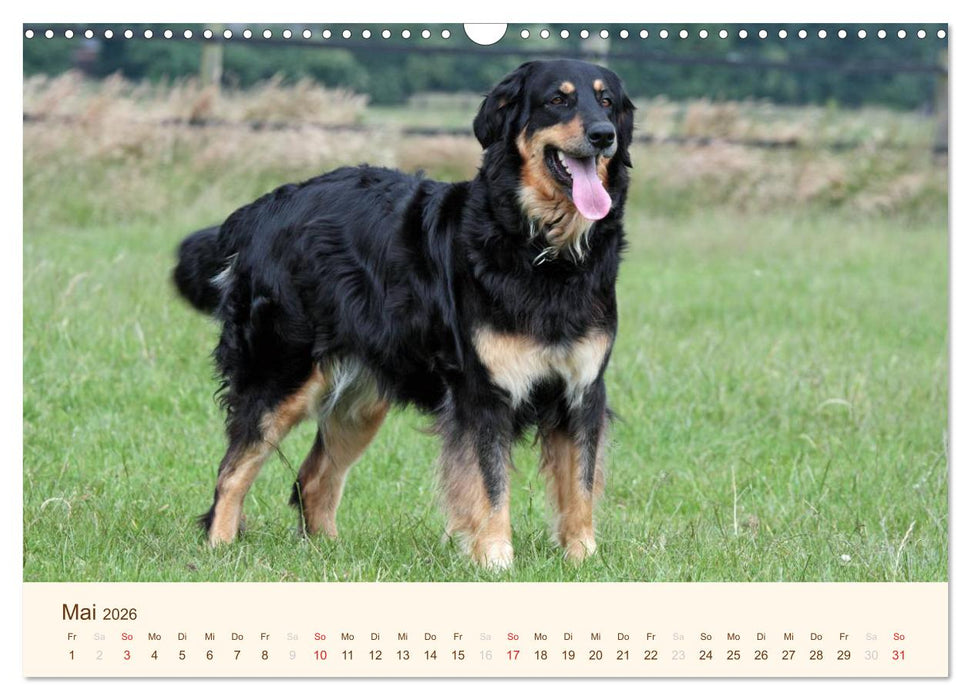 Hovawarte - einmal anders (CALVENDO Wandkalender 2026)