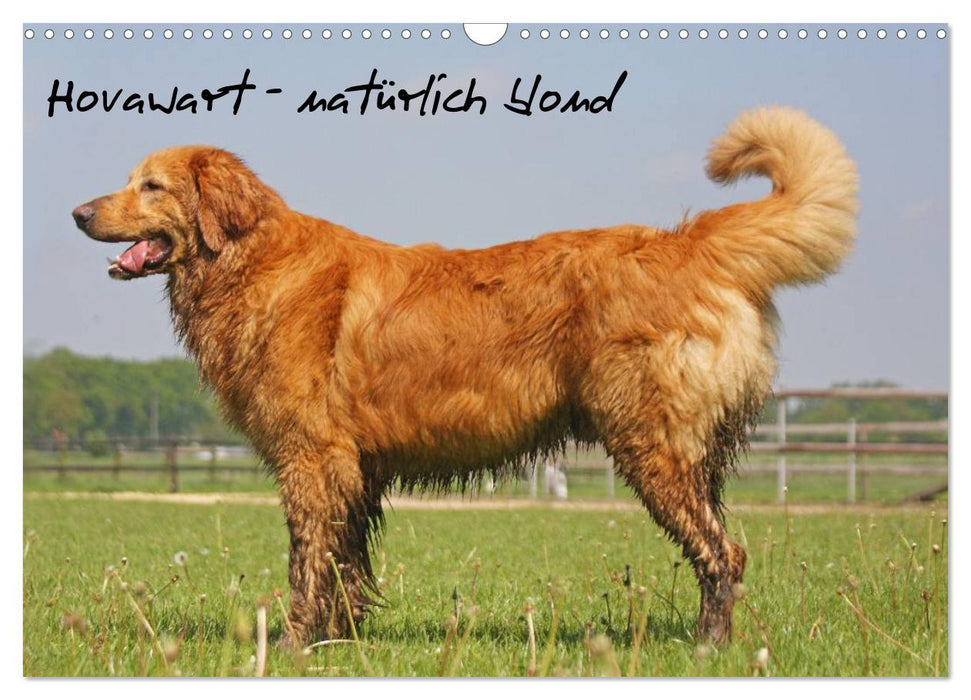 Hovawart - natürlich blond (CALVENDO Wandkalender 2026)