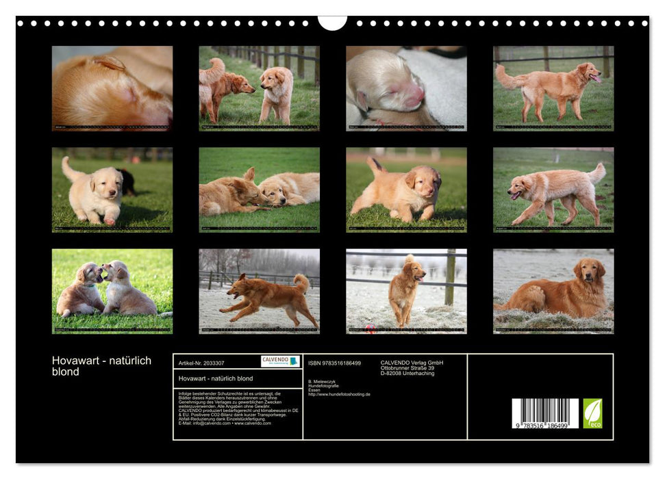 Hovawart - natürlich blond (CALVENDO Wandkalender 2026)