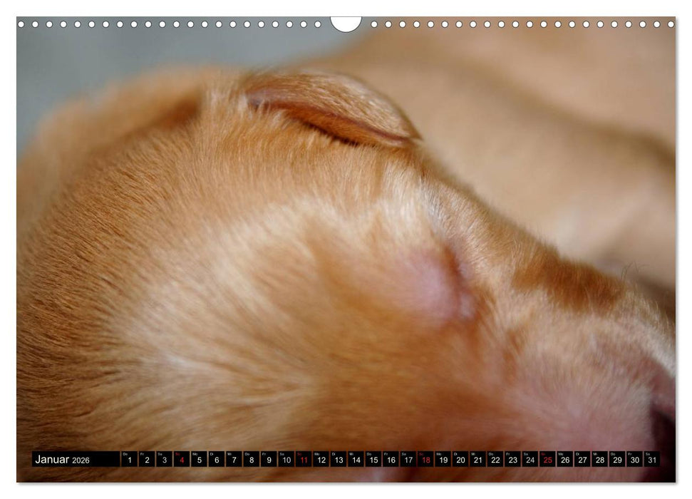 Hovawart - natürlich blond (CALVENDO Wandkalender 2026)