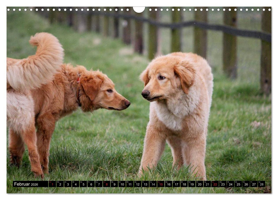 Hovawart - natürlich blond (CALVENDO Wandkalender 2026)