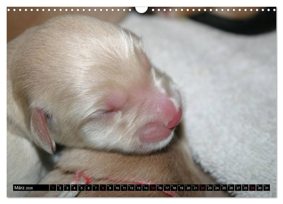 Hovawart - natürlich blond (CALVENDO Wandkalender 2026)