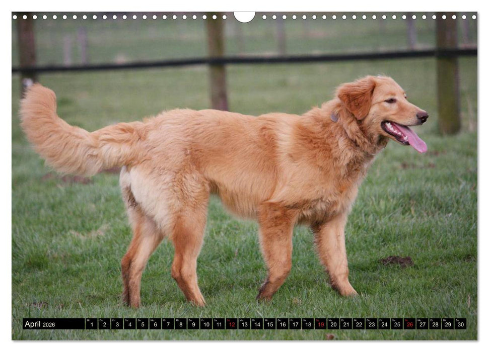 Hovawart - natürlich blond (CALVENDO Wandkalender 2026)