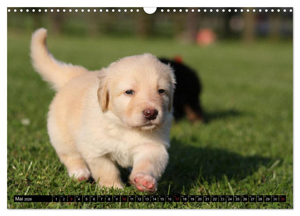 Hovawart - natürlich blond (CALVENDO Wandkalender 2026)