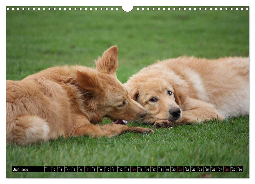 Hovawart - natürlich blond (CALVENDO Wandkalender 2026)