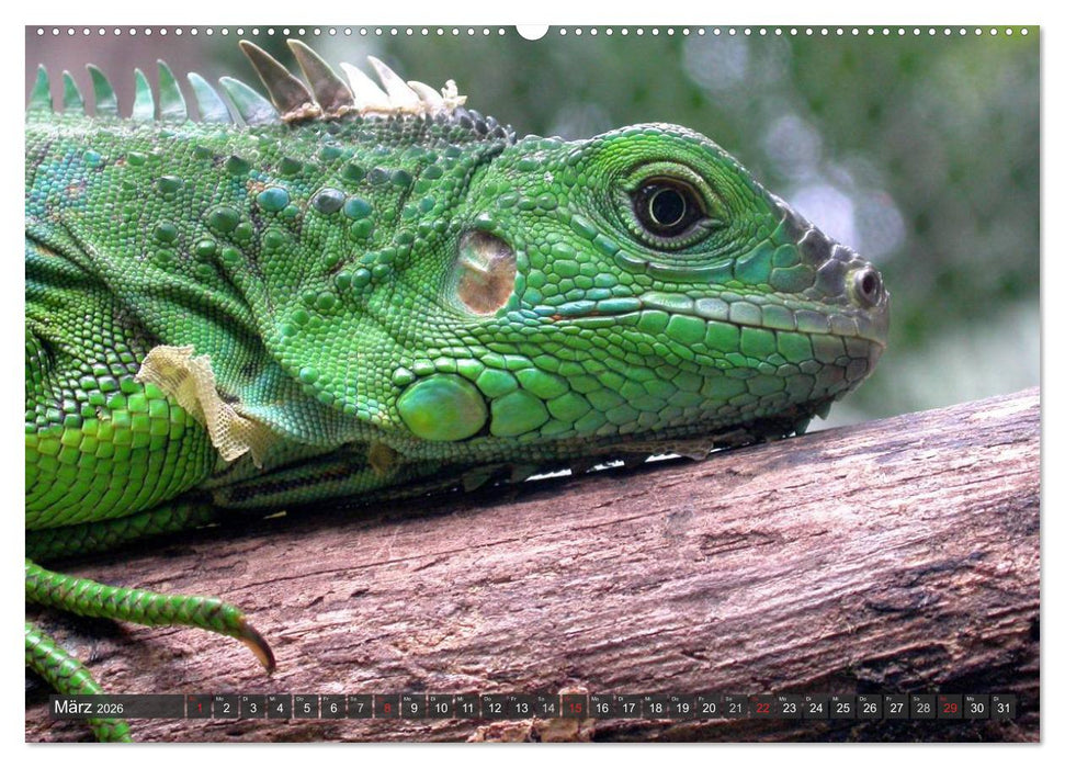 Wilde Fauna - Reptilien (CALVENDO Wandkalender 2026)