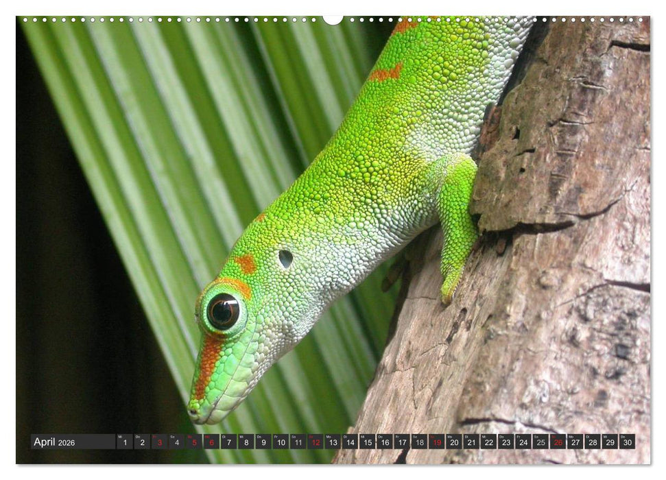 Wilde Fauna - Reptilien (CALVENDO Wandkalender 2026)