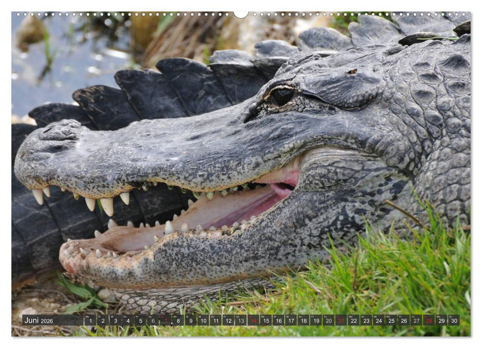 Wilde Fauna - Reptilien (CALVENDO Wandkalender 2026)