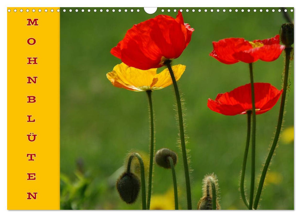MOHNBLÜTEN (CALVENDO Wandkalender 2026)
