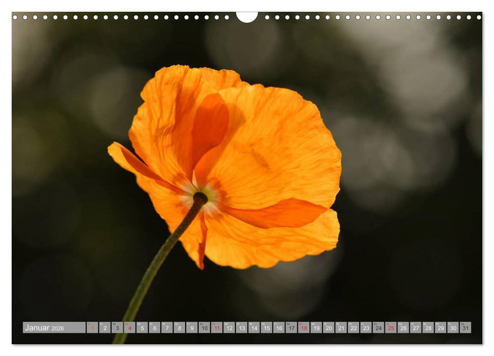 MOHNBLÜTEN (CALVENDO Wandkalender 2026)