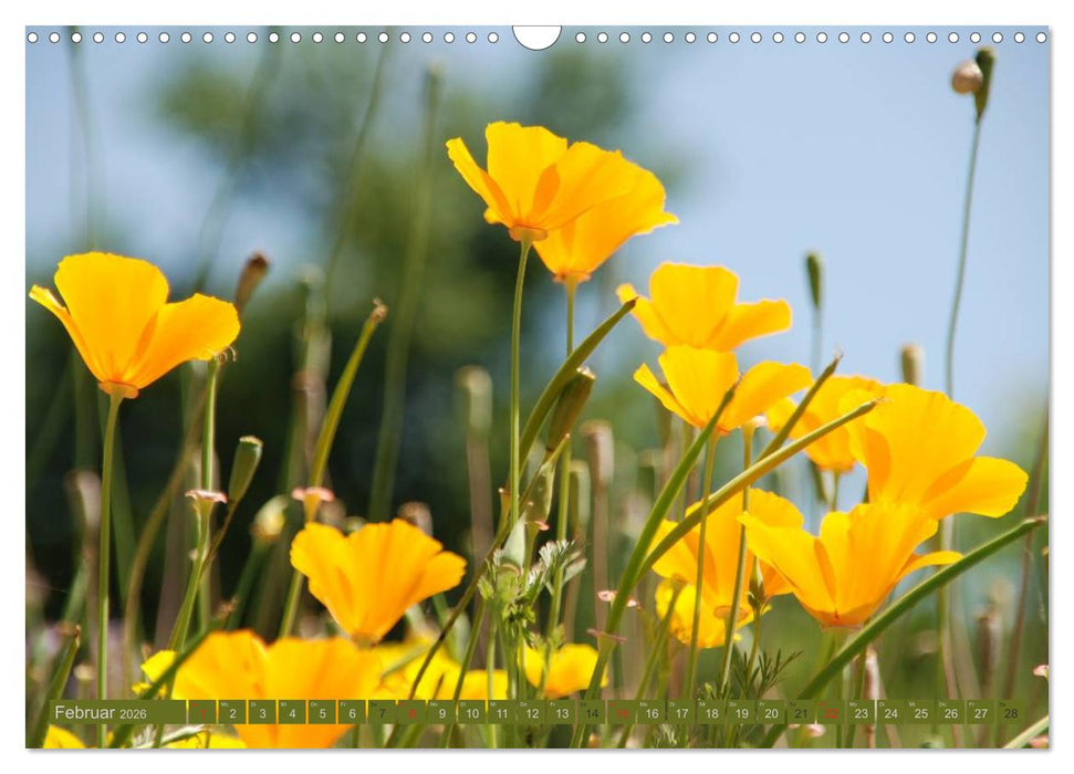 MOHNBLÜTEN (CALVENDO Wandkalender 2026)
