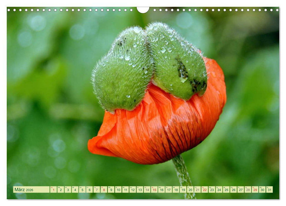 MOHNBLÜTEN (CALVENDO Wandkalender 2026)