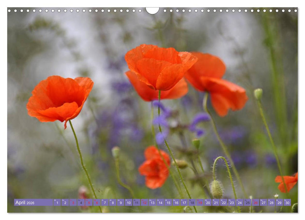 MOHNBLÜTEN (CALVENDO Wandkalender 2026)