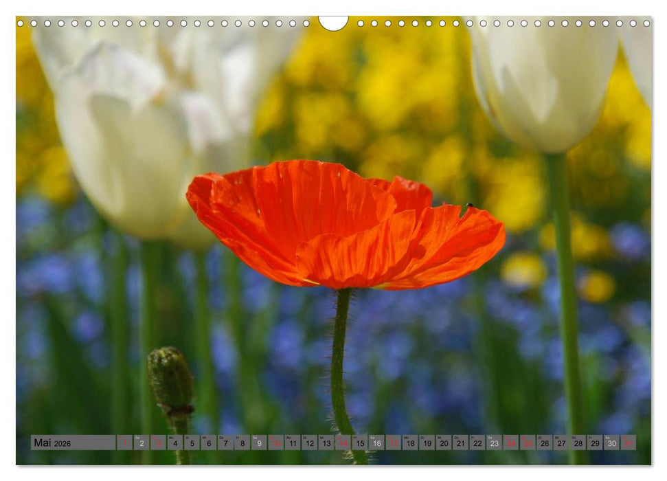 MOHNBLÜTEN (CALVENDO Wandkalender 2026)