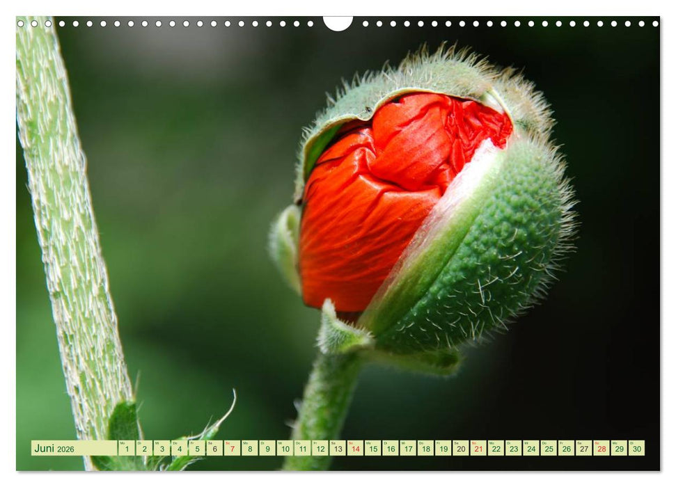 MOHNBLÜTEN (CALVENDO Wandkalender 2026)